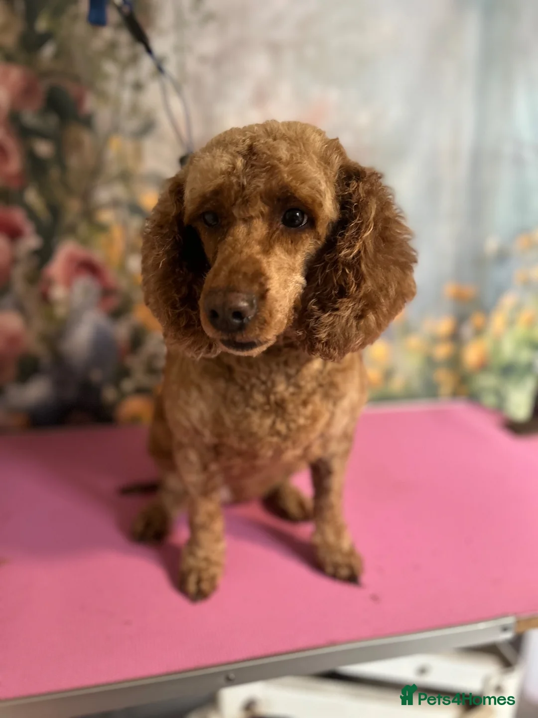 Cockapoo dogs for sale: Female cockerpoo - Advert 1