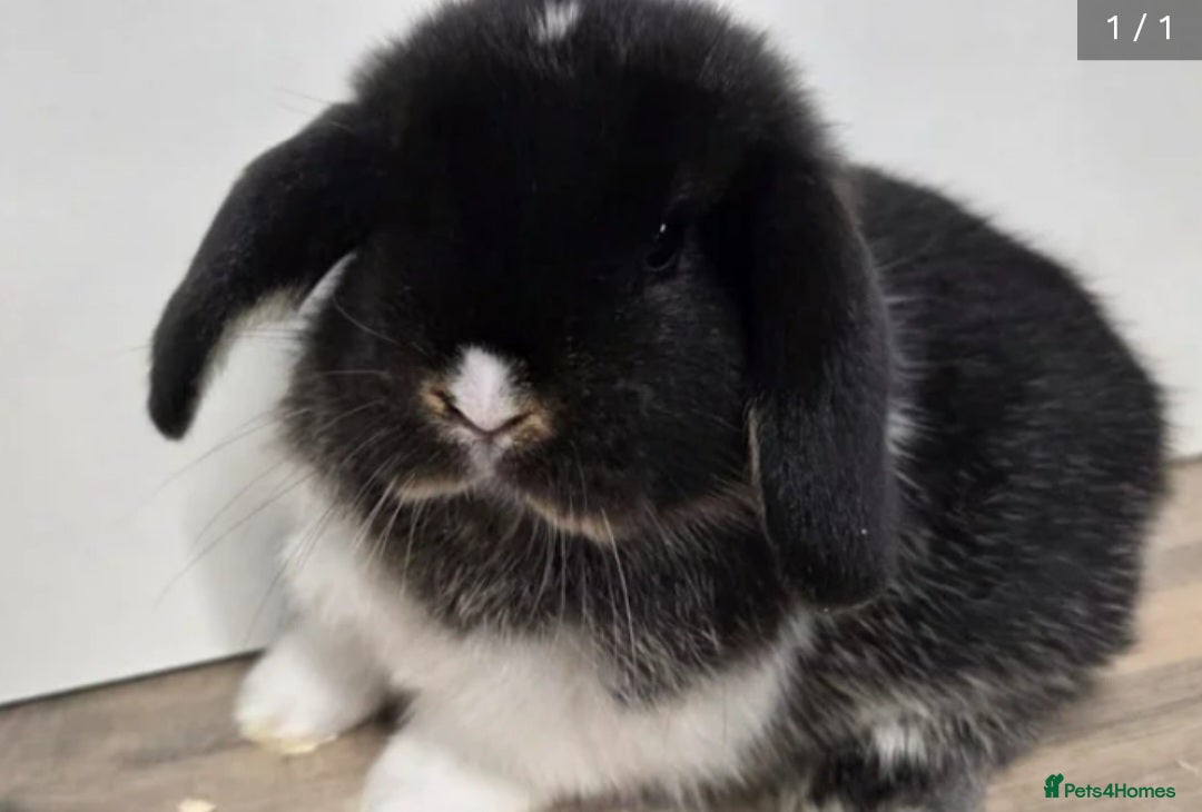 Mini Lop rabbits for sale: ❤️Purebread mini lops for sale❤️ - Advert 1