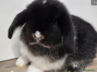 Mini Lop rabbits ❤️Purebread mini lops for sale❤️ - Advert 1