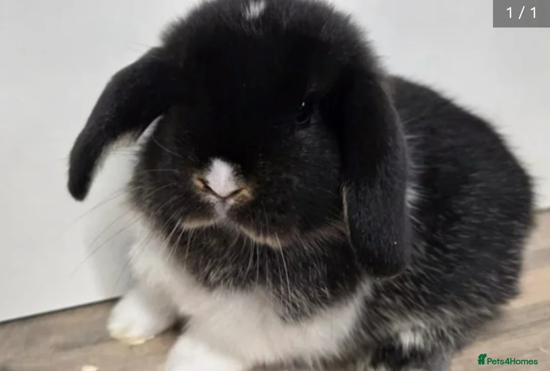 Mini Lop rabbits for sale: ❤️Purebread mini lops for sale❤️ - Advert 4