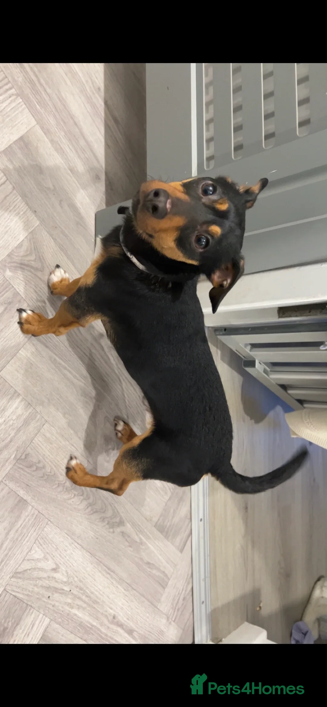 Jack Russell dogs for stud: Proven Jack Russell Stud in Aberdeen - Advert 2