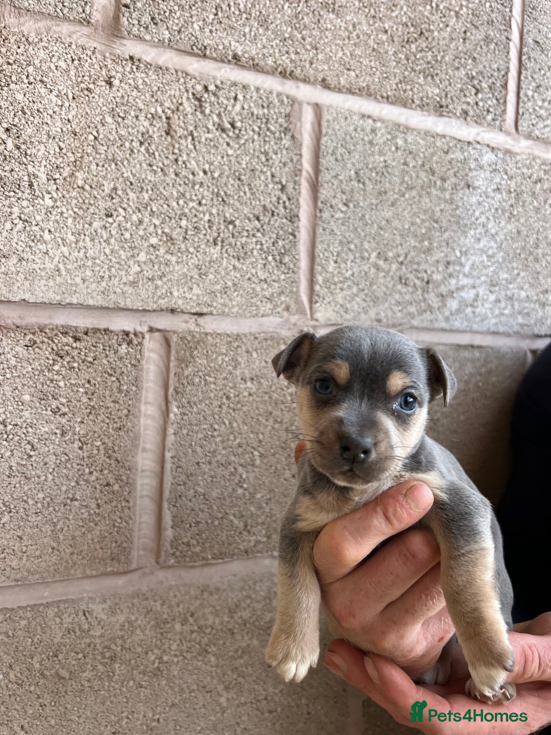 Jack Russell dogs for sale: Lilac & Tan Miniature Jack Russel  - Image 22