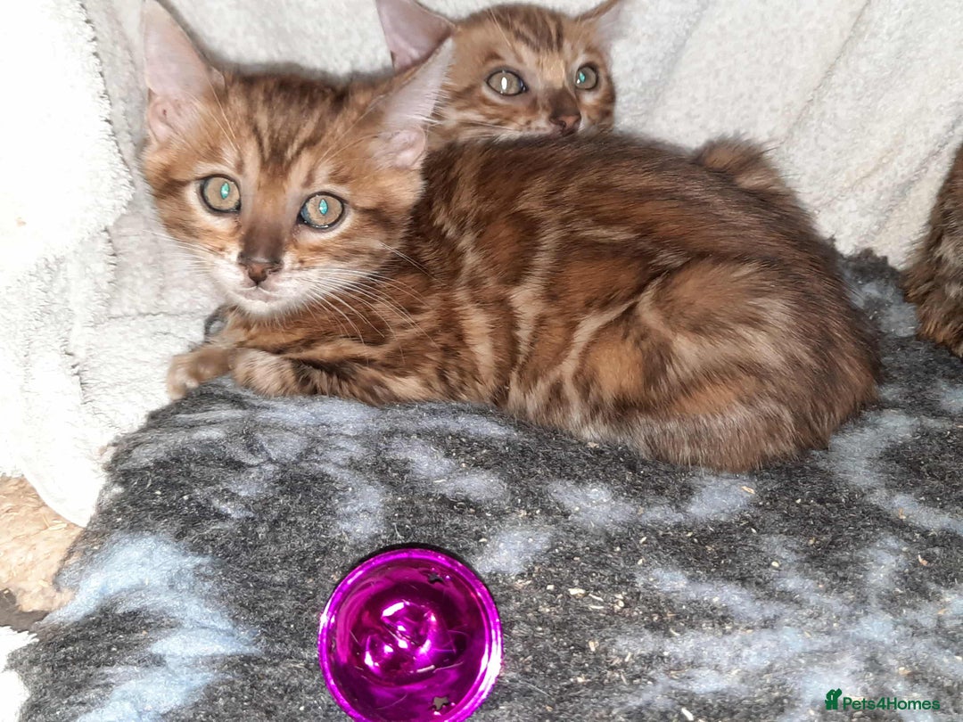 Bengal cats for sale: Quality TICA reg Bengal leopard cubs.  - Image 6