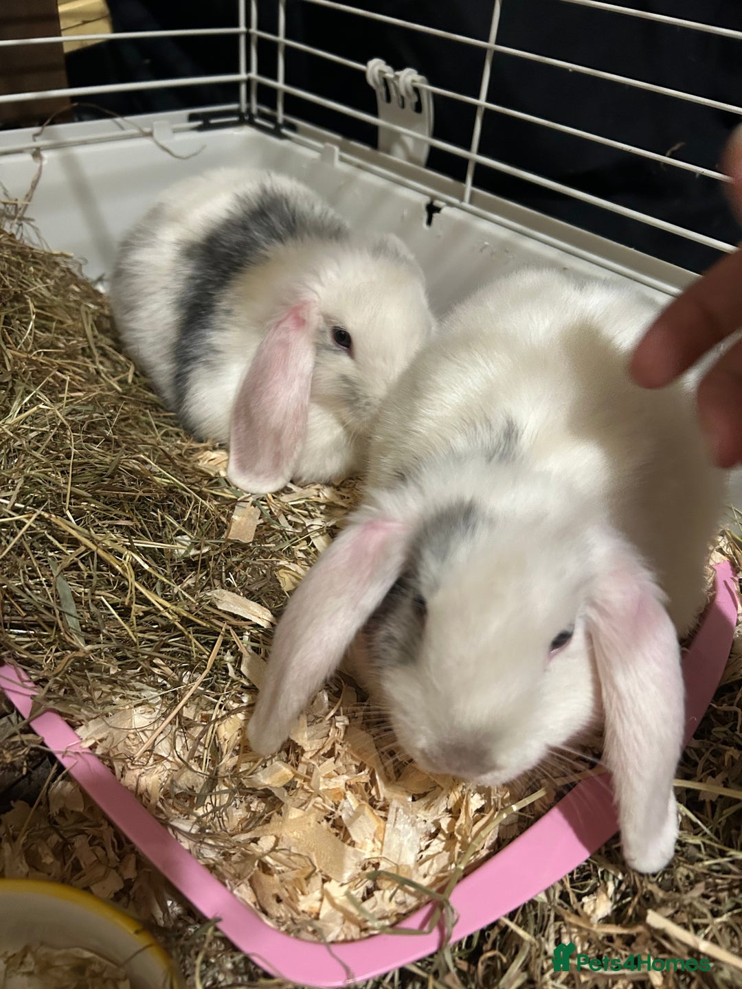 Mixed Breed rabbits for sale: 4x Bunnies for sale  - Advert 18