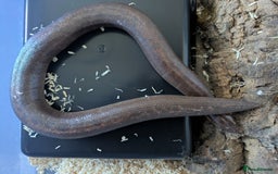 Boa Snake reptiles for sale: Sand boas all need to go  - Image 9