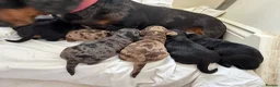 Doxiepoo dogs for sale: 7 Beautiful Doxiepoos  in Wetherby - Advert 14