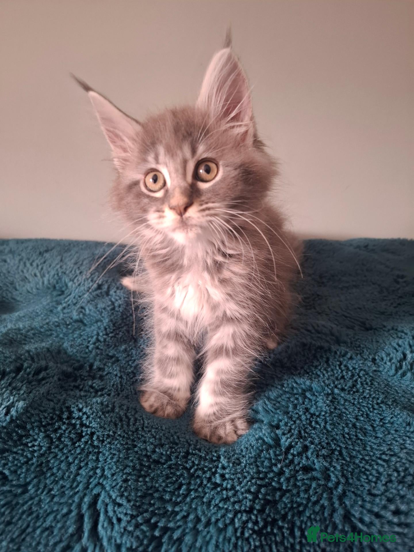 Maine Coon cats Tica registered Maine coon kittens - Advert 1