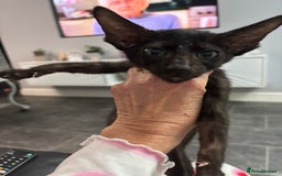 Siamese cats for sale: SIAMESE AND ORIENTAL KITTENS - Image 2