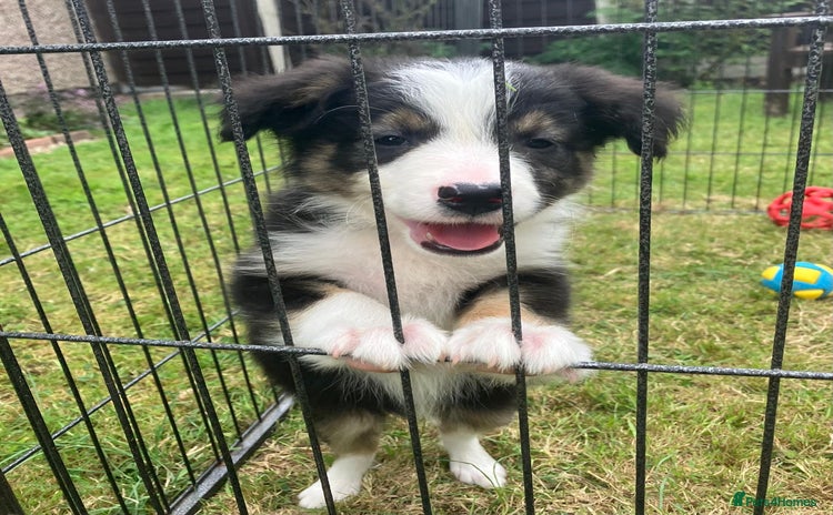 Border Collie dogs - Advert 2