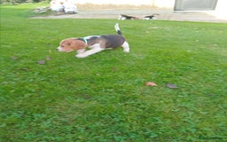 Beagle dogs for sale: Genuine Foot Beagles - Image 9