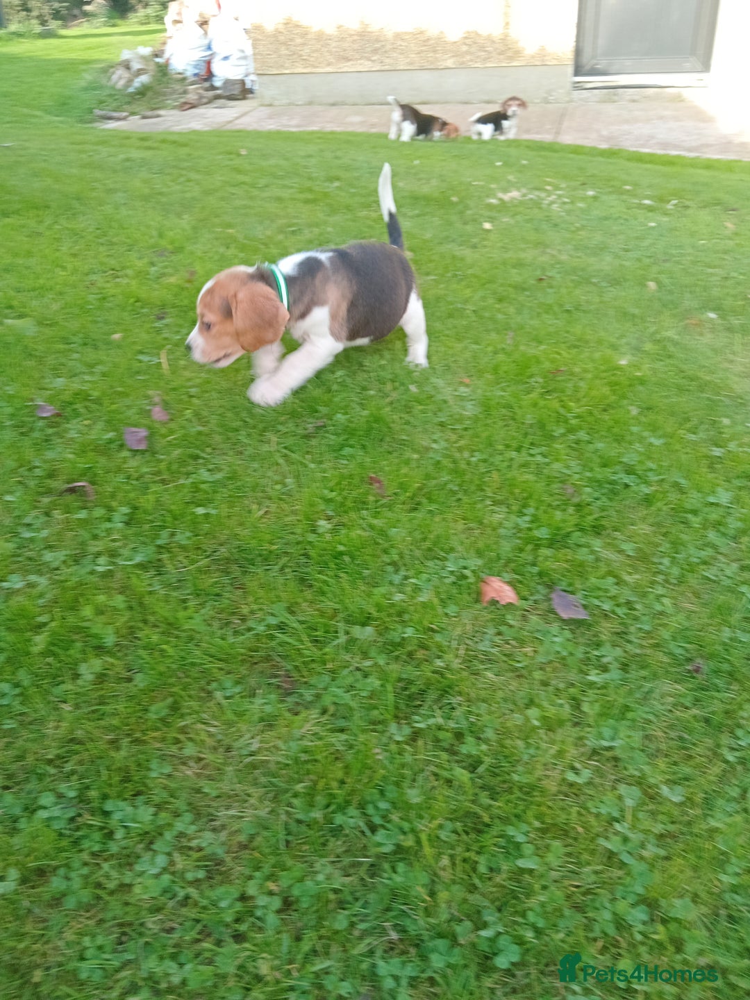 Beagle dogs for sale: Genuine Foot Beagles - Image 9