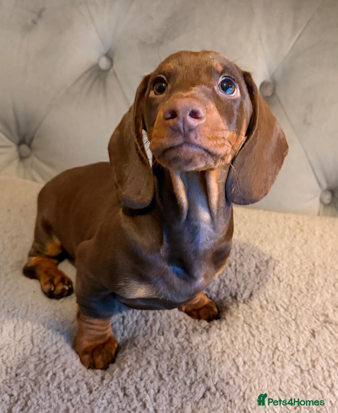 Dachshund dogs for sale: Standard dachshund puppies - Advert 15