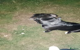 Mixed Breed dogs for sale: Cane Corso cross - Image 3