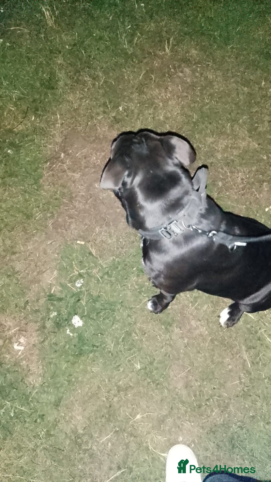 Mixed Breed dogs for sale: Cane Corso cross - Image 3