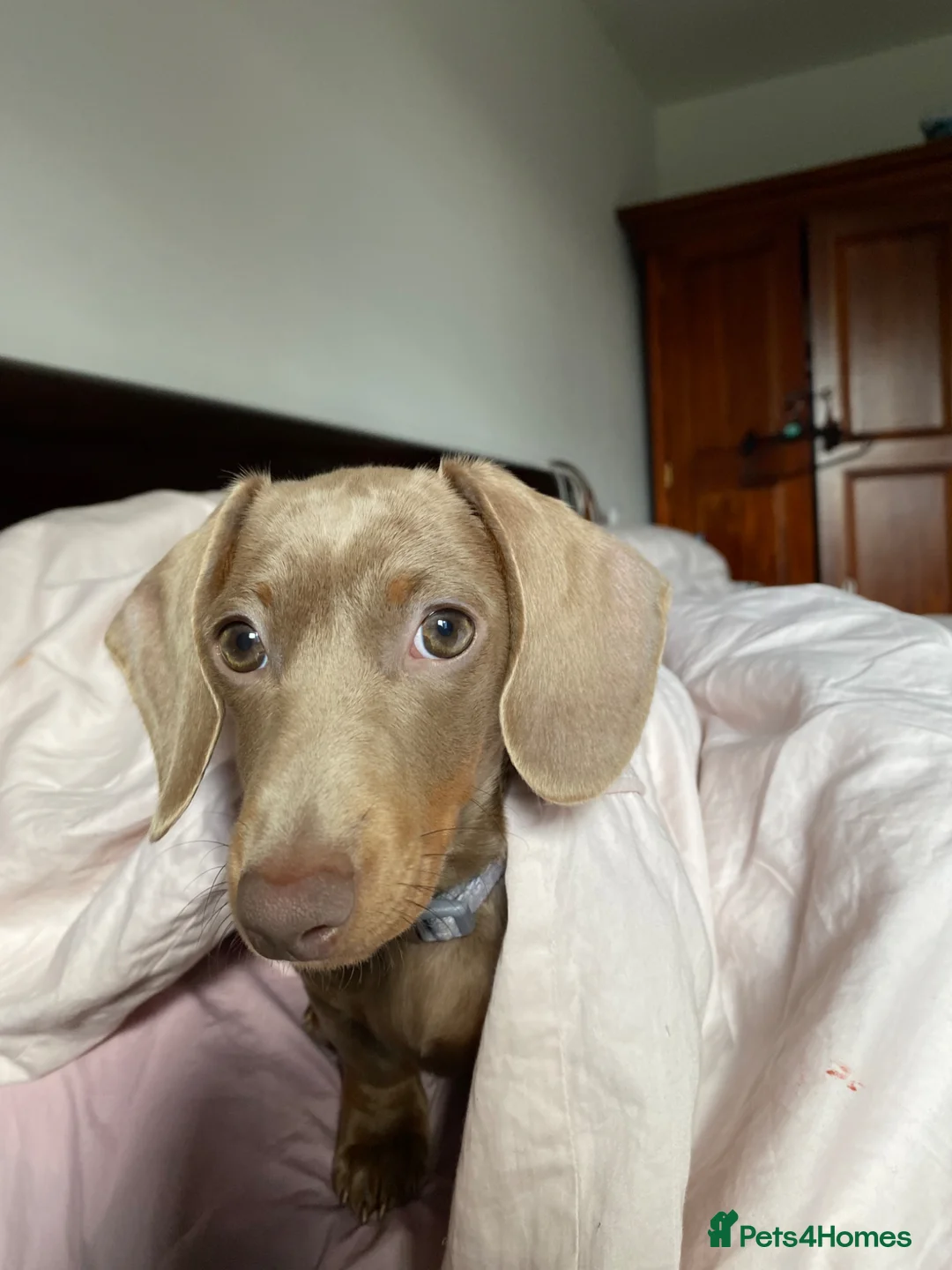 Dachshund dogs for sale: Miniature Dachsund in Sutton Coldfield - Advert 1