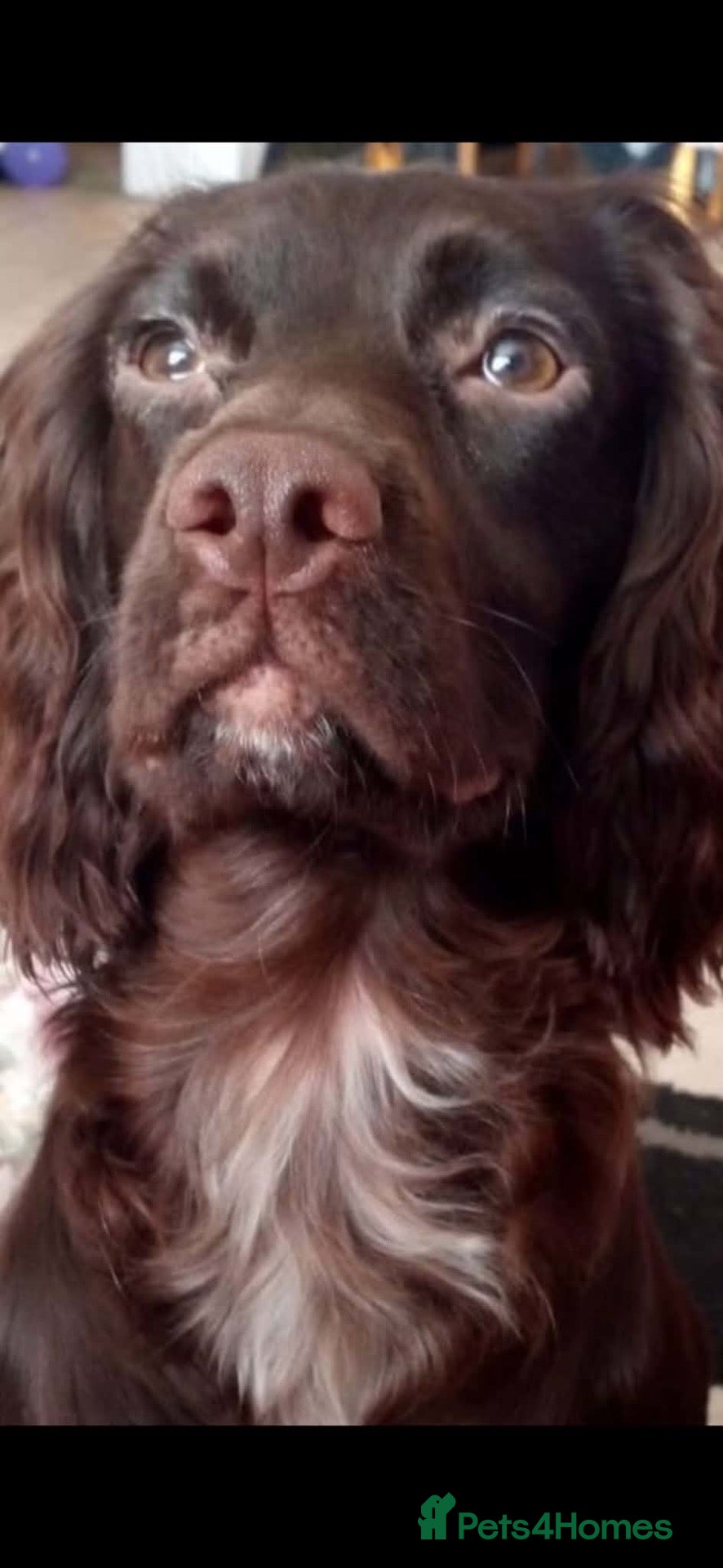 Cockapoo dogs Cockapoo puppies - Advert 7
