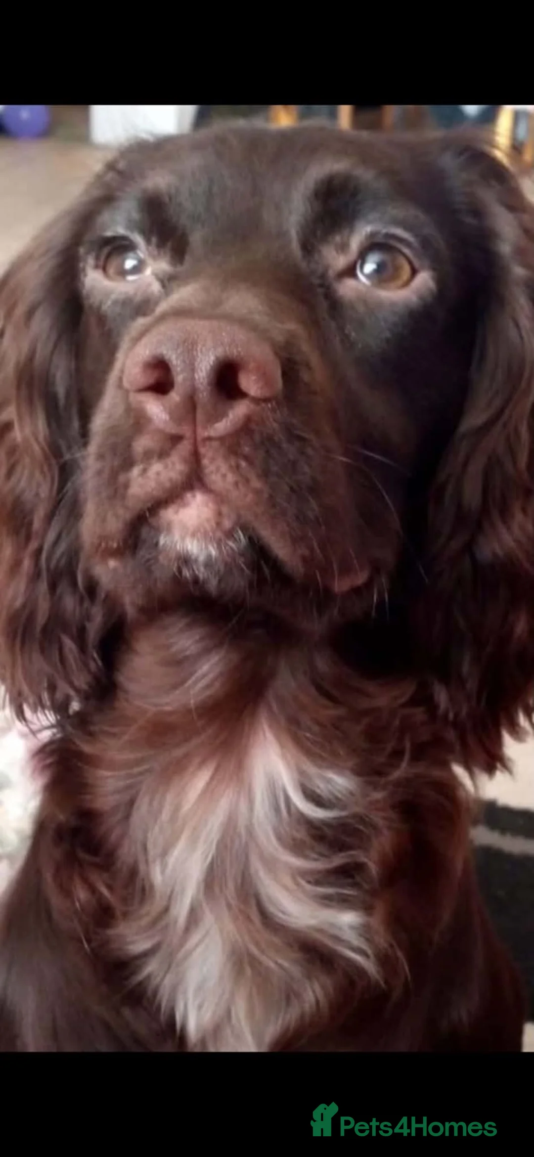 Cockapoo dogs for sale: Cockapoo puppies - Advert 1