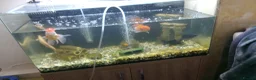 Fancy Goldfish fish for sale: Fancy goldfish  in Rossendale - Advert 3