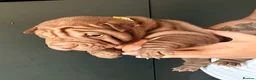 Shar Pei dogs for sale: Sharpei Puppies for sale  - Advert 22