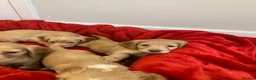Cocker Spaniel dogs for sale: KC Reg Cocker Spaniel Puppies DNA Tested  in Aberdeen - Advert 25