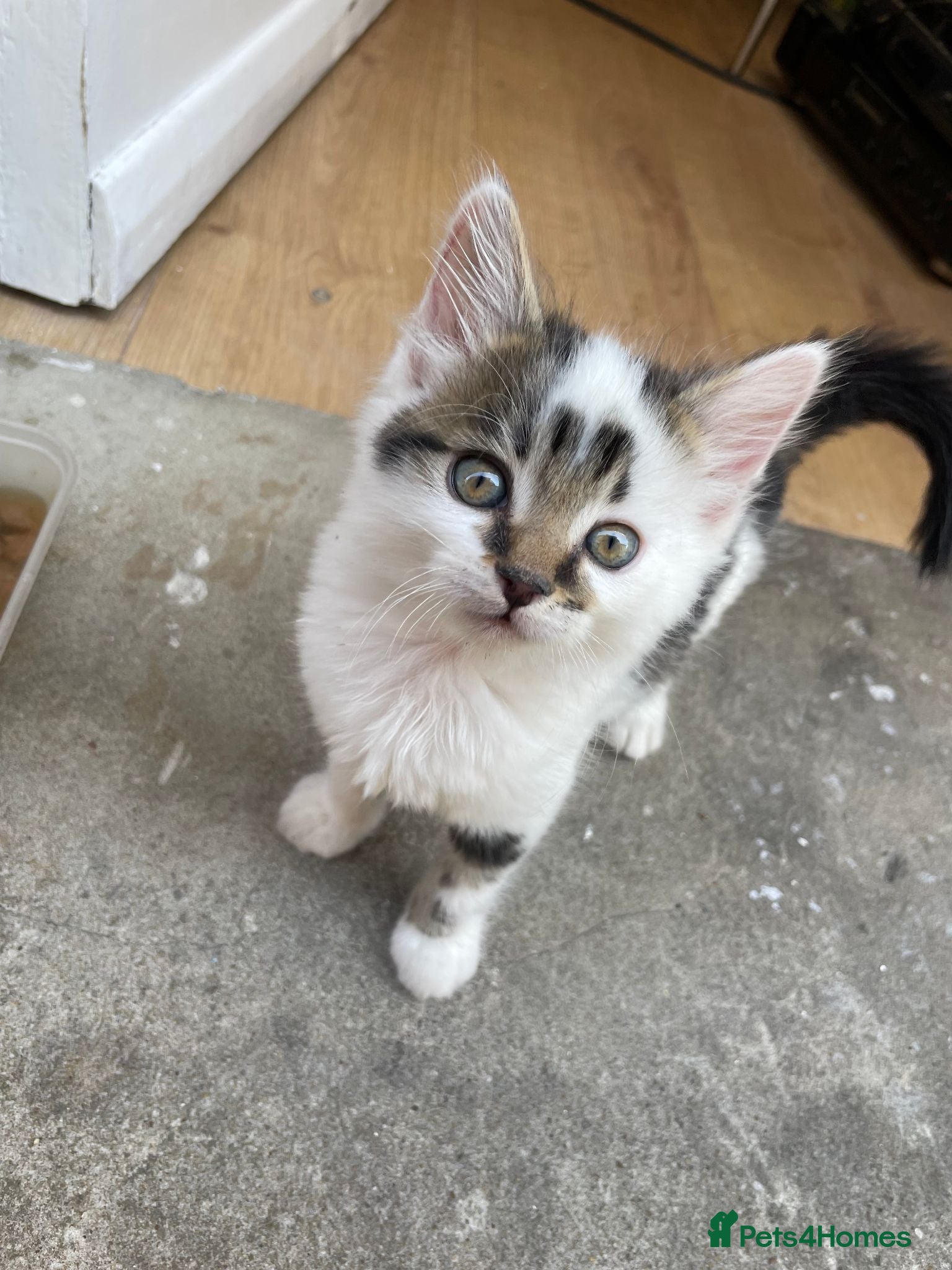 Mixed Breed cats Little boy looking for a new home - Advert 1
