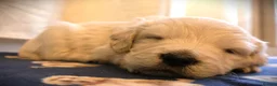 Golden Retriever dogs for sale: Beautiful Golden Retriever Puppies - Advert 17