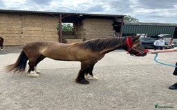 Irish Cob horses for sale: Very soft boy  - Image 8