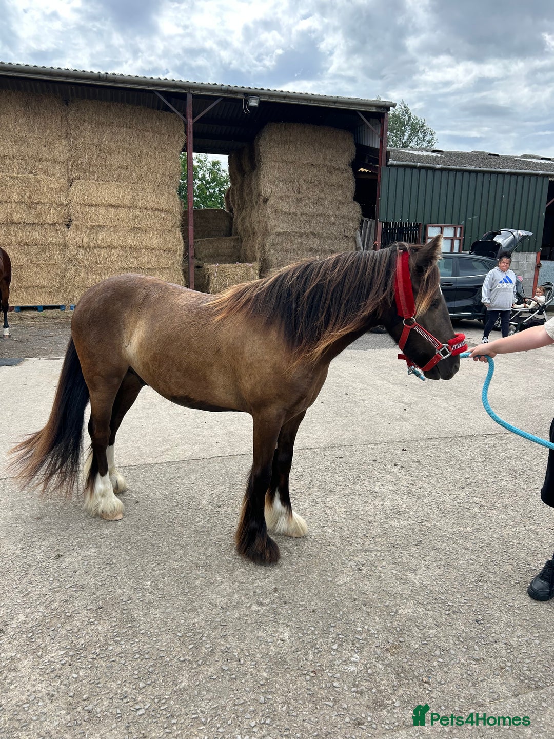 Irish Cob horses for sale: Very soft boy  - Image 8