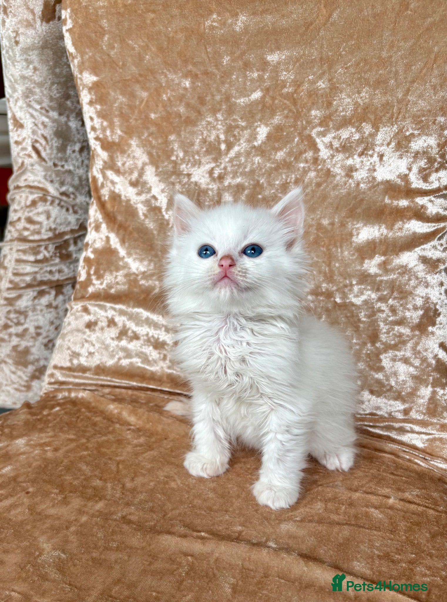 Ragdoll cats for sale: Beautiful ragdoll kittens - Advert 7