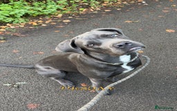 Cane Corso dogs for sale: Cane corso - Image 5