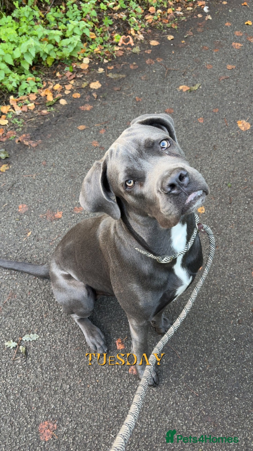 Cane Corso dogs for sale: Cane corso - Image 5