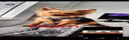 Yorkshire Terrier dogs for sale: Beautiful Yorkshire terrier puppies  in Manchester - Advert 6