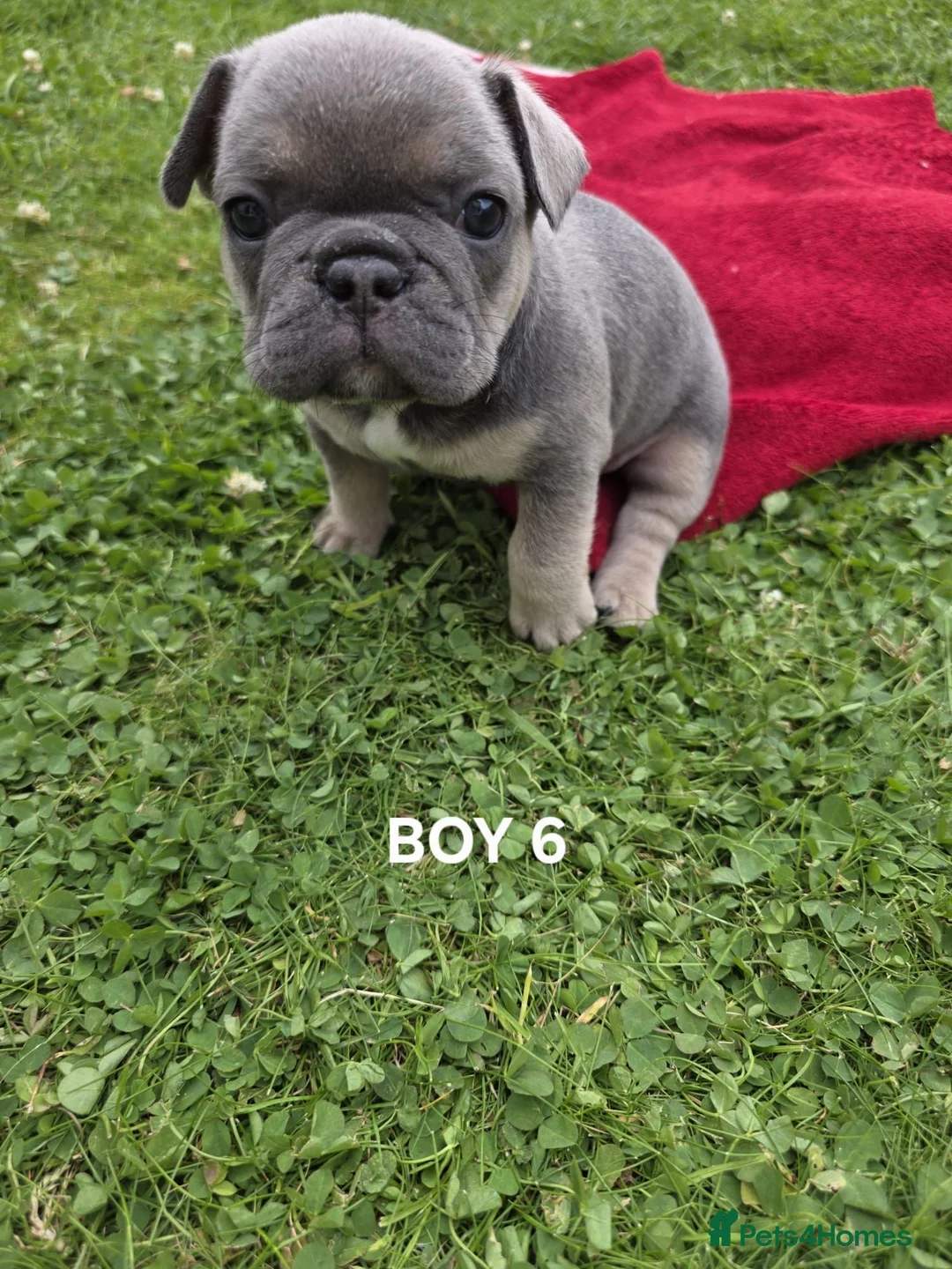 French Bulldog dogs for sale: French bulldogs puppies for sale,KC registered  in Inverness - Advert 1