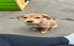 Mixed Breed dogs for sale: Ziggy - Image 5