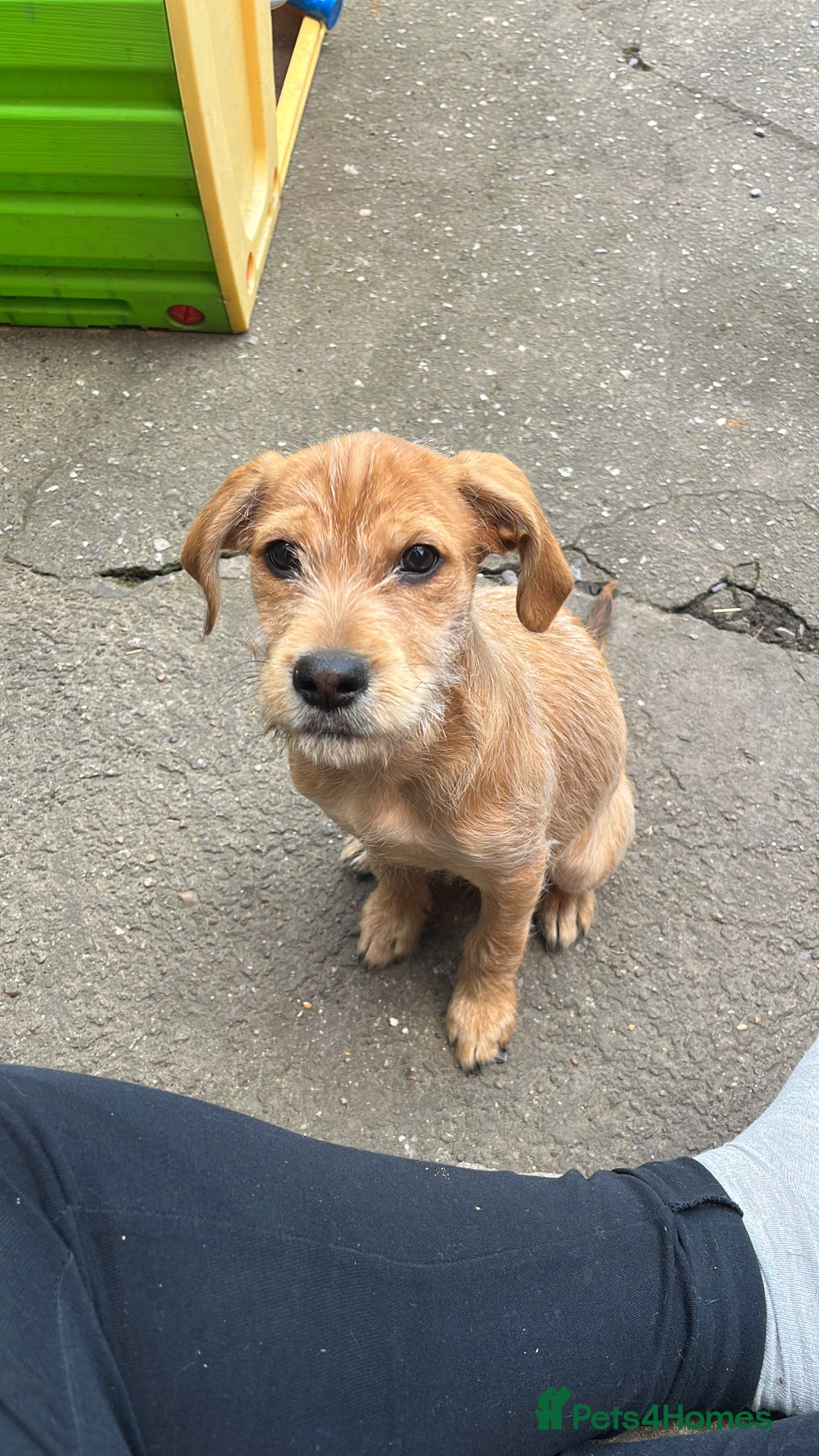Mixed Breed dogs for sale: Ziggy - Image 5