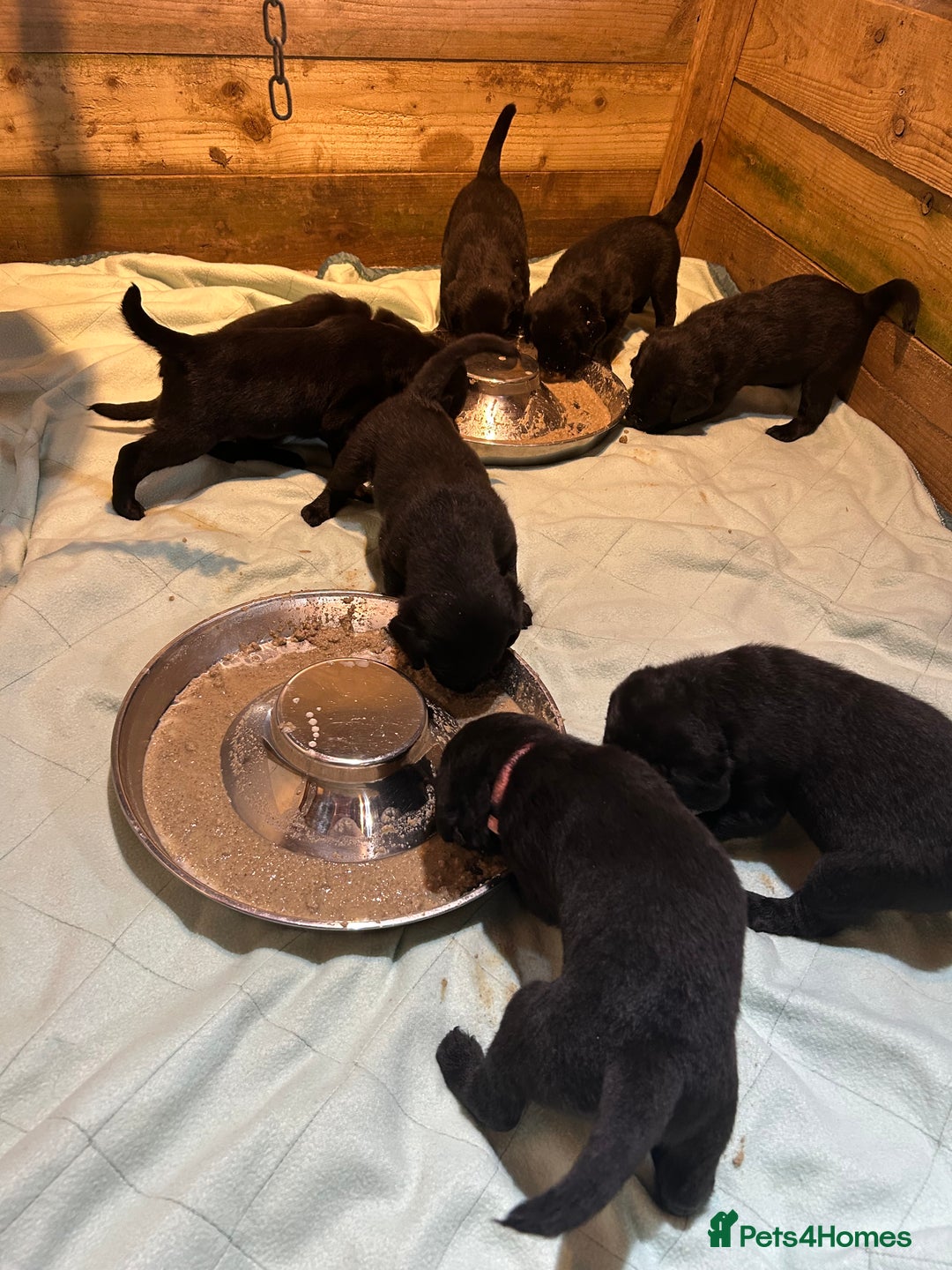 Labradoodle dogs for sale: Fantastic F1 Labradoodles (black) - Image 3