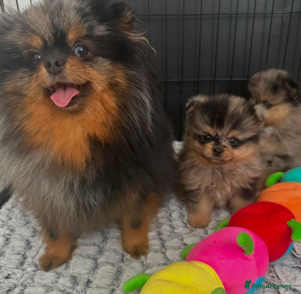 Pomeranian dogs AMAZING QUALITY POMERANIANS - Advert 3