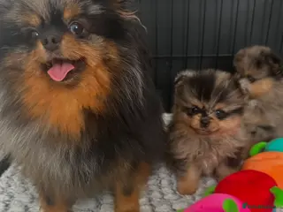 Pomeranian dogs AMAZING QUALITY POMERANIANS - Advert 1