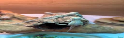 Bearded Dragon reptiles for sale: Baby Bearded Dragons. Visual Dunners & Hypos - Advert 7