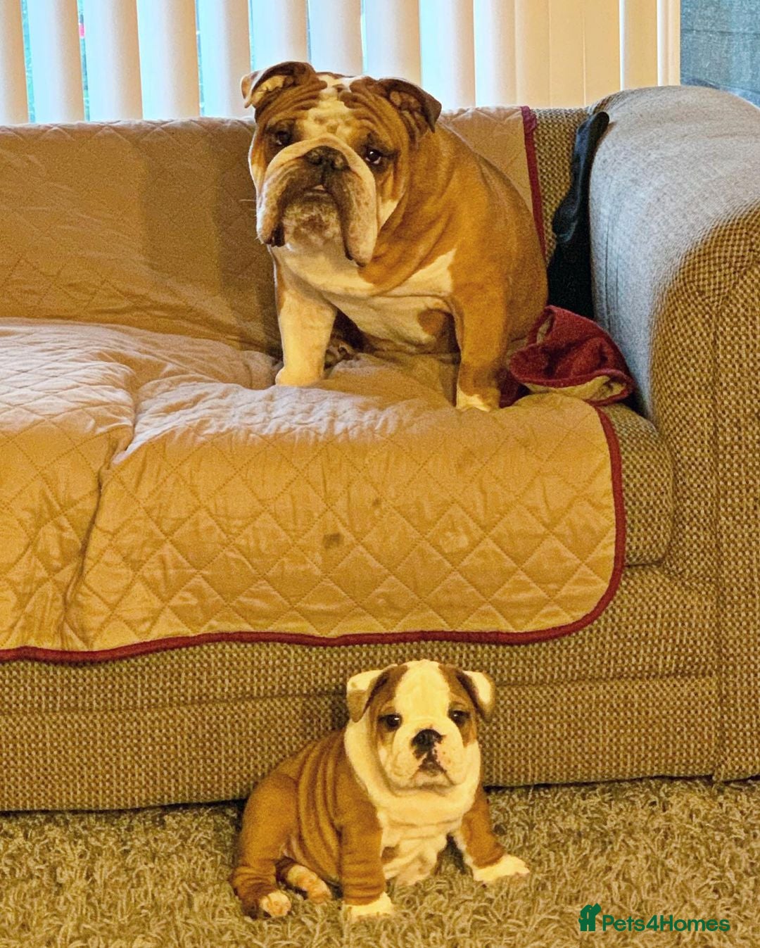 English Bulldog dogs for sale: ❤️🐶 English Bulldog puppies 🐶🖤 - Image 11