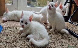 Mixed Breed cats for sale: White kittens. Ready Now. £150 each - Image 12