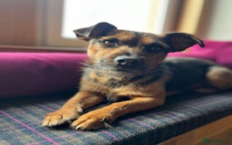 Patterjack dogs for stud: Patterjack stud - Image 5