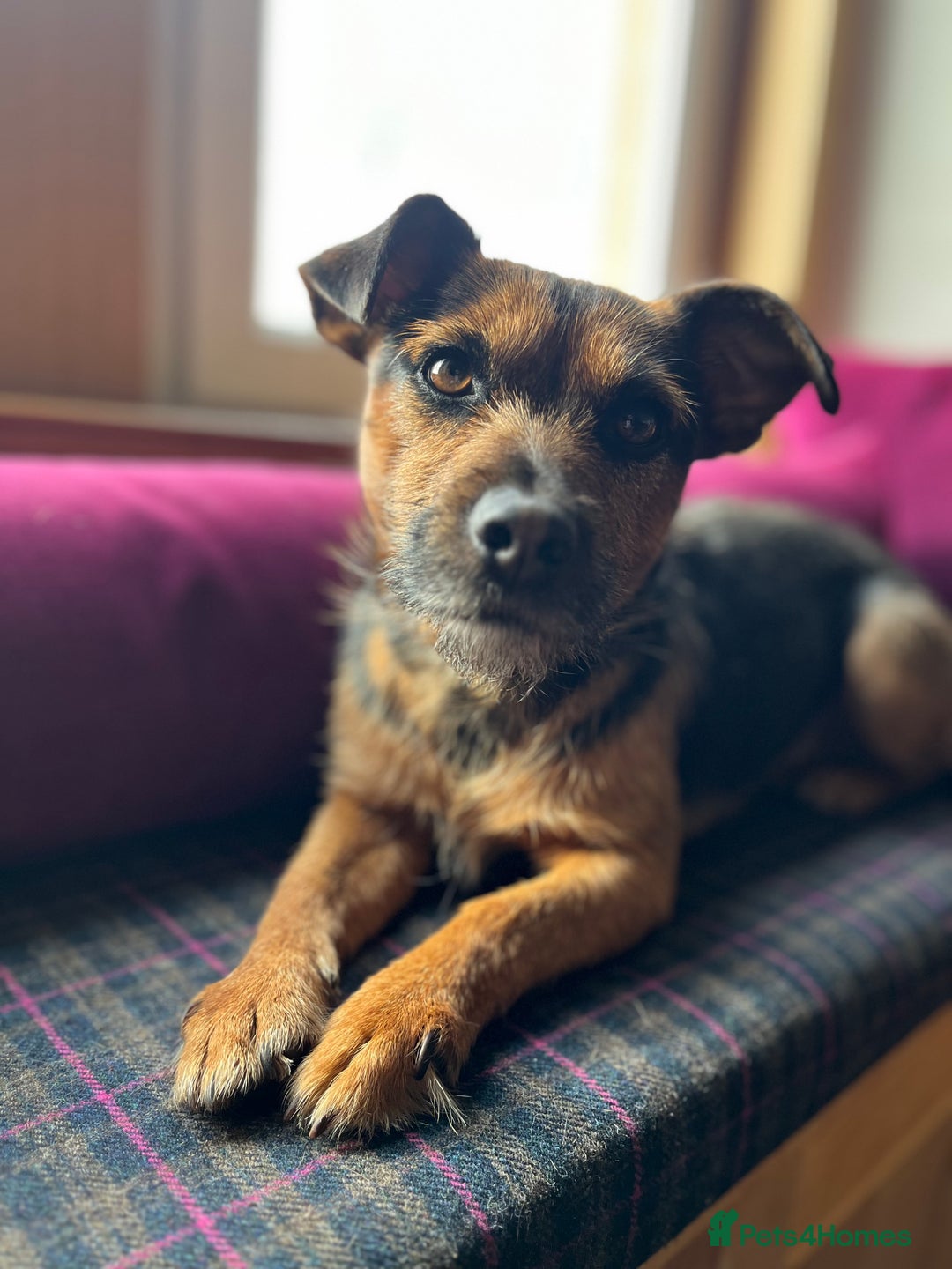 Patterjack dogs for stud: Patterjack stud - Image 5