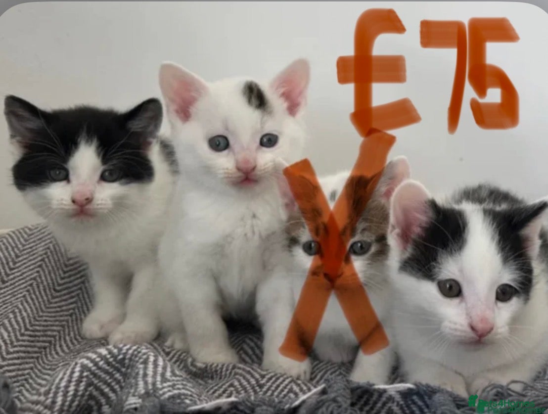 Mixed Breed cats AVAILABLE NOW - 3 MALE KITTENS LEFT - Advert 13