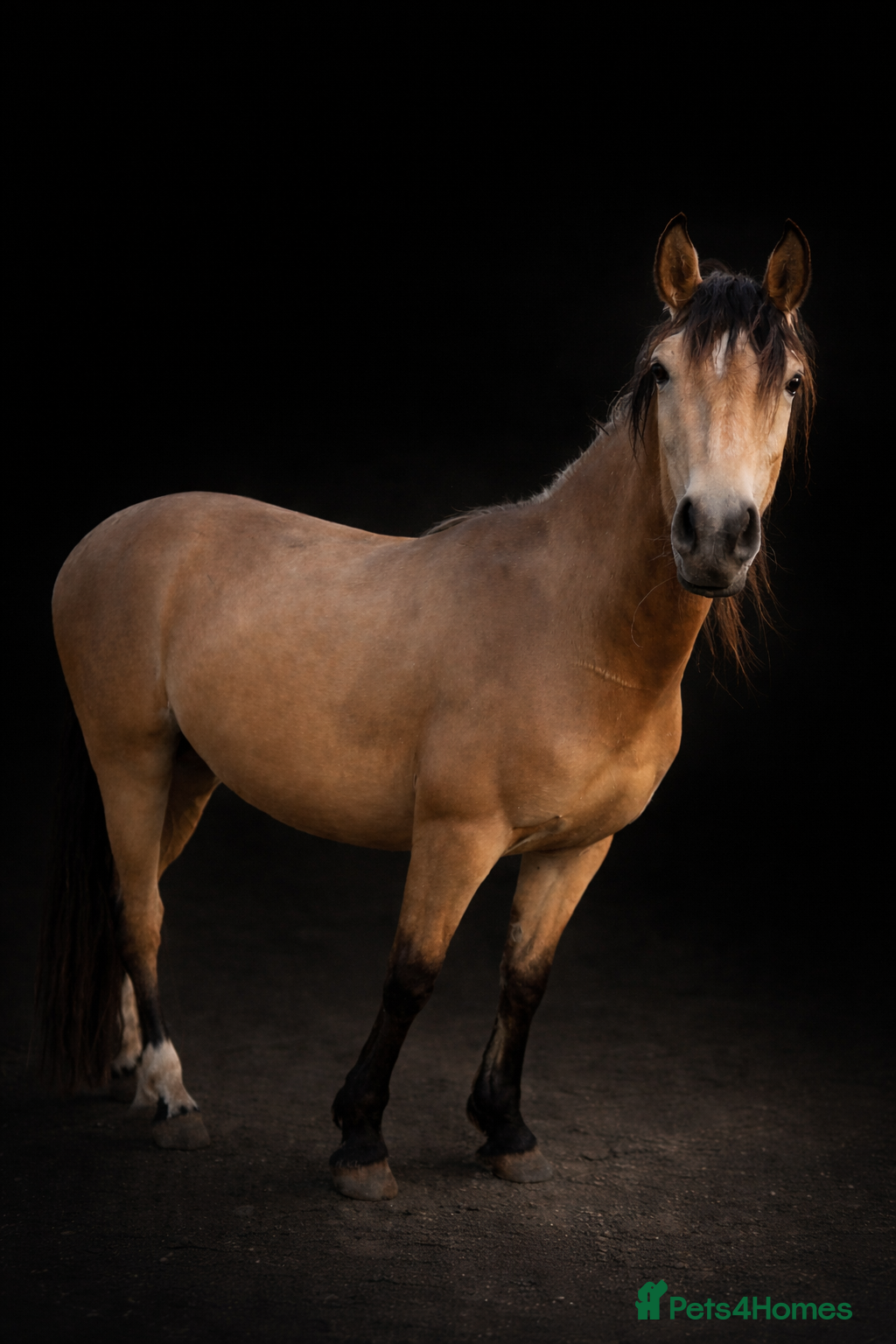 Connemara horses Beechmar National Gold - Advert 6