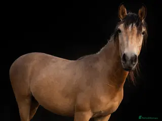 Connemara horses Beechmar National Gold - Advert 6