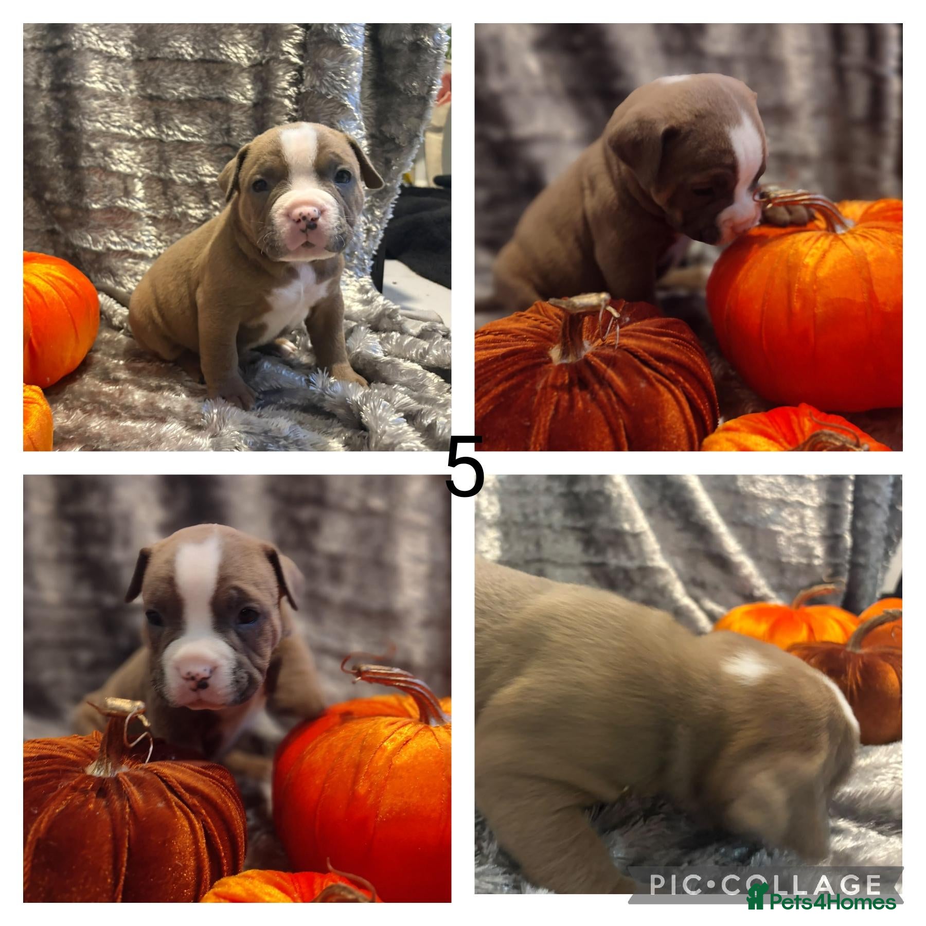 Mixed Breed dogs for sale: Beautiful staffy cross classic bully pups! - Advert 1