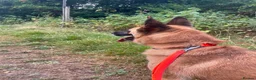 Mixed Breed dogs for adoption: Majestic Zorro 4 years old  in Stockport - Advert 8