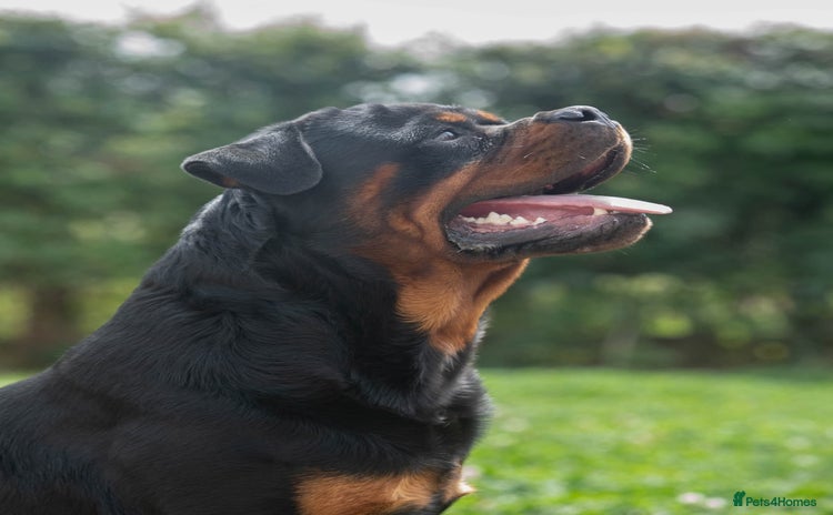 Rottweiler dogs - Advert 12