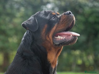 Rottweiler dogs Rottweiler for sale - Advert 3
